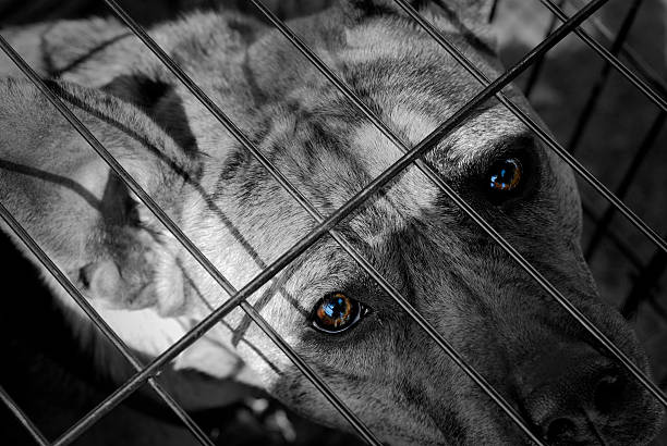 istock Pit Bull Hoping For Love 176149838