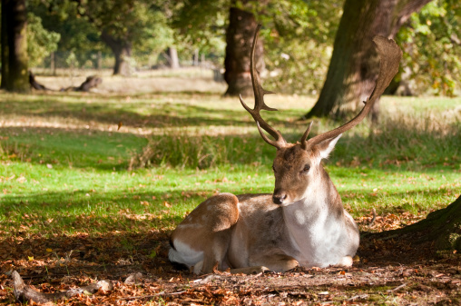 Mature stag - Fallow Deer - in woodland. Large antlers. Autumn light