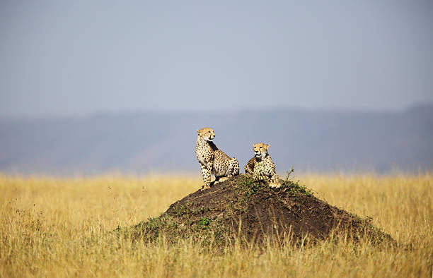 Cheetahs hunting "Two cheetahs on a mound hunting for prey, taken in the Masai Mara, Kenya" termite mound stock pictures, royalty-free photos & images