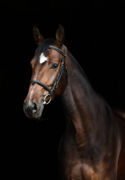 istock Bay horse portrait 176150299