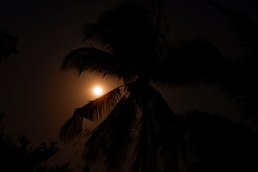 The moon behind the coconut tree, the moon in the night sky, the coconut tree in the background of moonlight.
