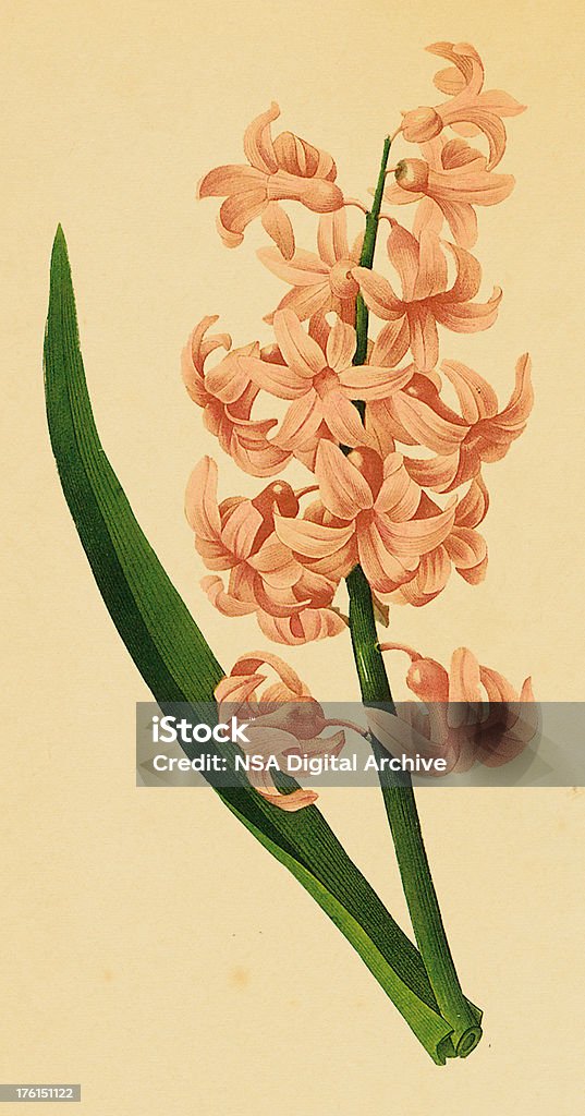 Antico giardino fiori Giacinto/Illustrazioni - Illustrazione stock royalty-free di Aiuola