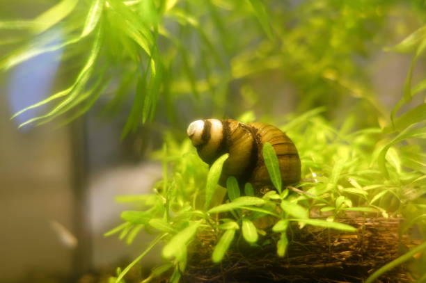 istock Japanese freshwater snail, Himetanishi 1761513767