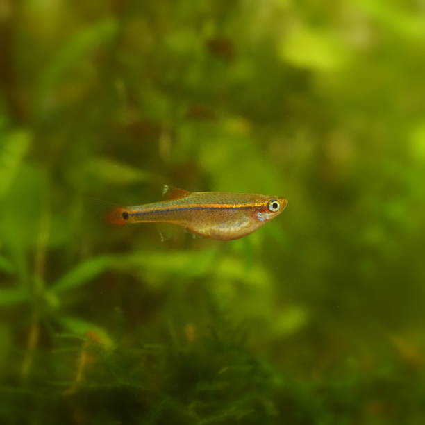 istock Akahire, a Japanese freshwater fish 1761514285