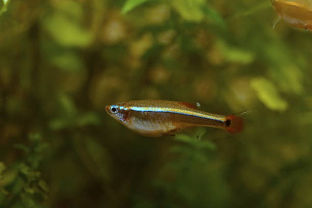 istock Akahire, a Japanese freshwater fish 1761516545