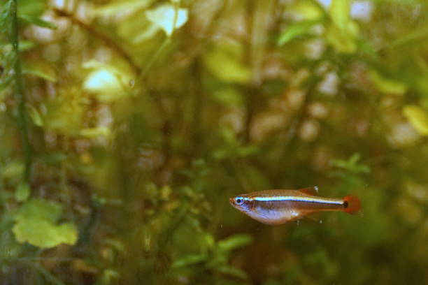 istock Akahire, a Japanese freshwater fish 1761516594