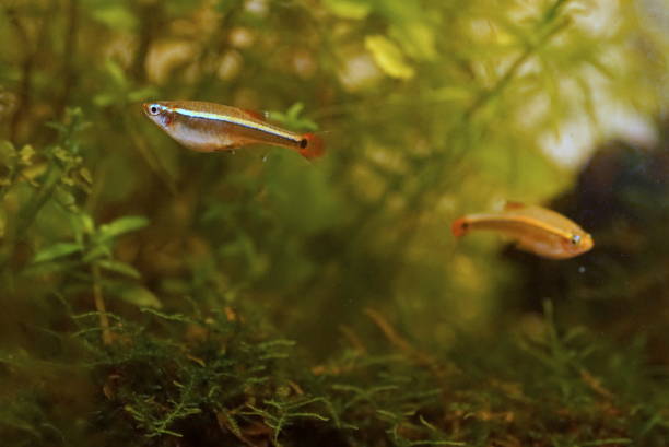 istock Akahire, a Japanese freshwater fish 1761517048