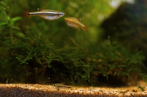 Akrah Fish Akahire A Japanese Freshwater Fish Stock Photo - Download Image Now ...