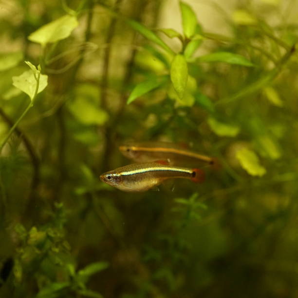 istock Akahire, a Japanese freshwater fish 1761518211