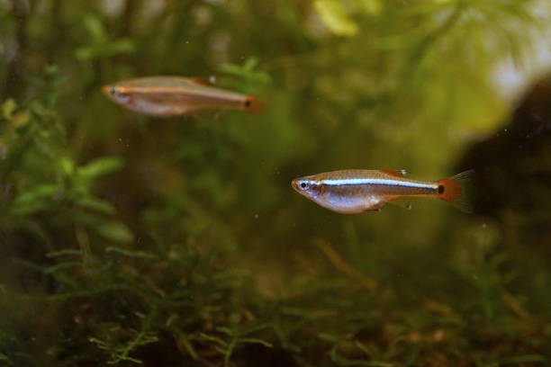 istock Akahire, a Japanese freshwater fish 1761519861