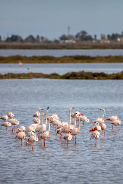 istock Flamingos in the Ebro delta 1761519882