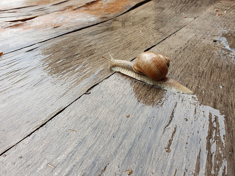 Snail crawling on a wet wooden board.