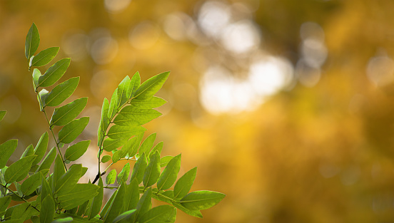 Green acacia leaves on a yellow background of autumn maple leaves sun glare and bokeh