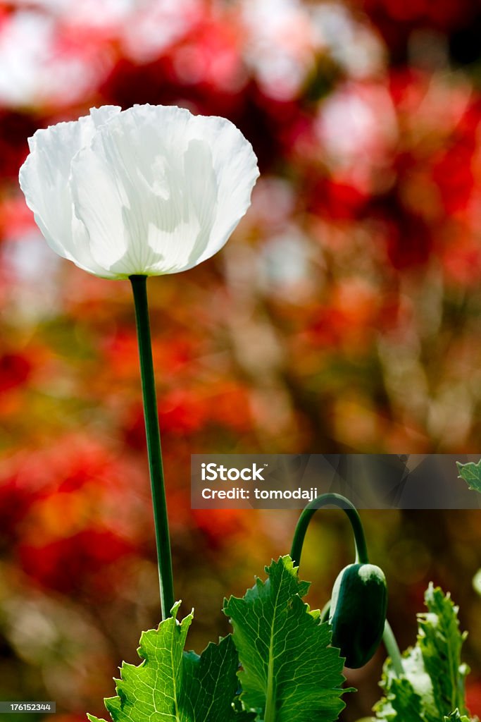 White Poppy One white poppy with other flowers blurred in the background. Armistice Stock Photo