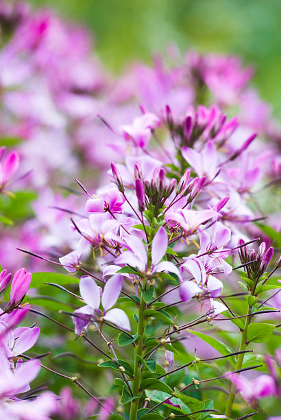 Cleome/Spider flower (Cleome hasslerana)  spider flower stock pictures, royalty-free photos & images