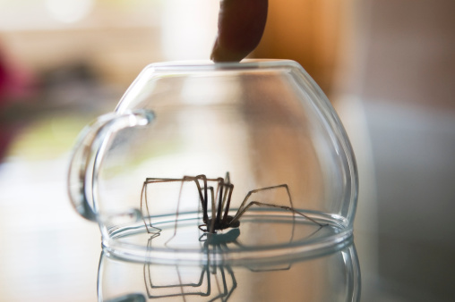 A spider has been caught in a glass tea cup