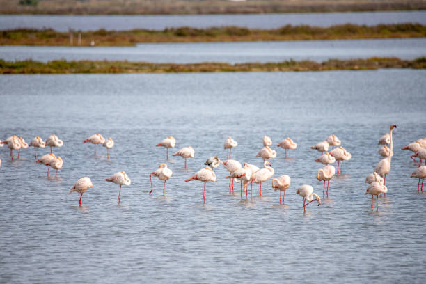 istock Flamingos in the Ebro delta 1761527082
