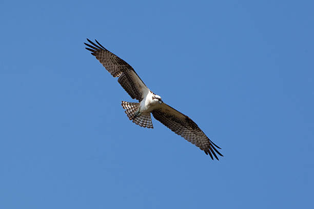 istock Bird of Prey 176152933