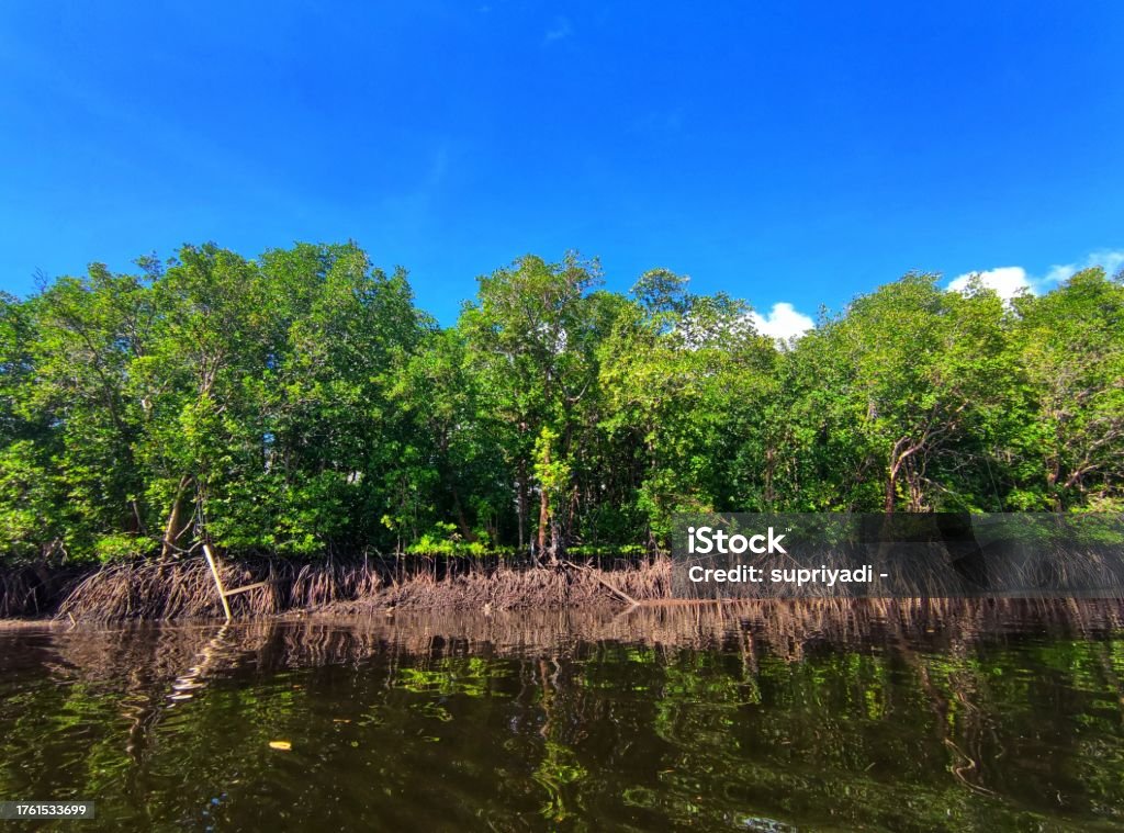 The green mangrove forest under the cloudy blue sky Mangrove forests hold important benefits for the environment and socio-economics of the people living around them. One of the places that has mangrove forests is in Kubu Raya, West Kalimantan. Above Stock Photo