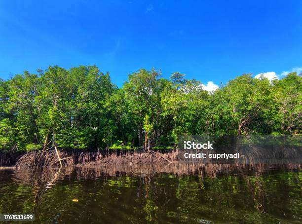 The Green Mangrove Forest Under The Cloudy Blue Sky Stock Photo - Download Image Now