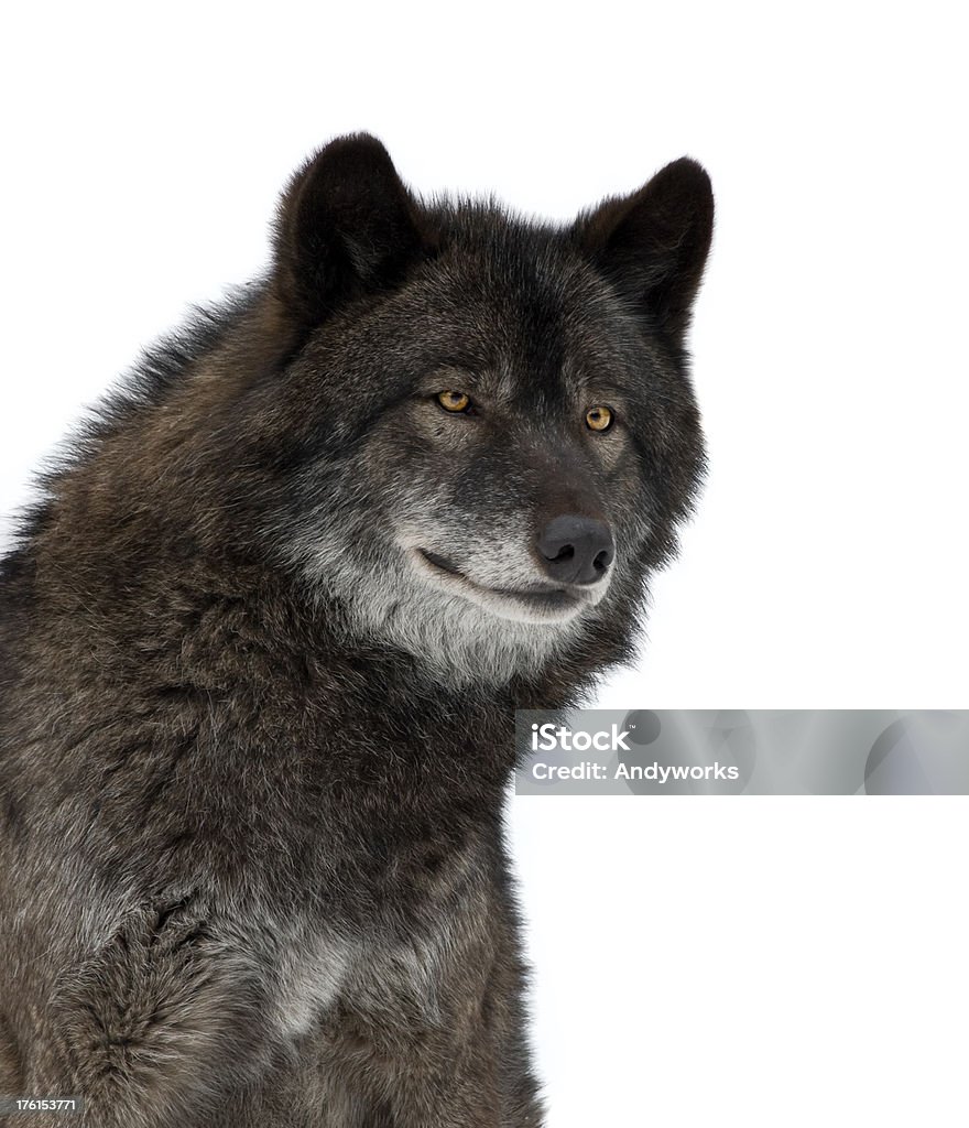 Black Wolf - Lizenzfrei Freisteller – Neutraler Hintergrund Stock-Foto