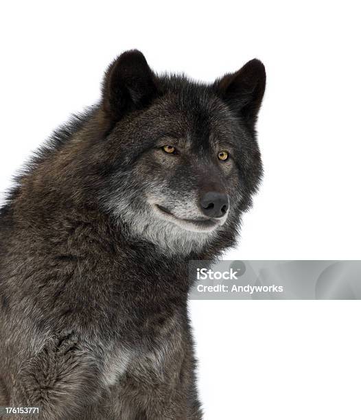 Black Wolf Stockfoto und mehr Bilder von Freisteller – Neutraler Hintergrund - Freisteller – Neutraler Hintergrund, Wolf, Einzelnes Tier
