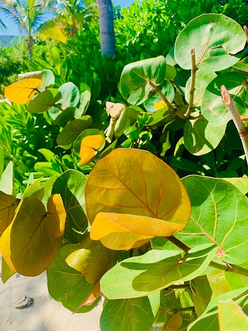 Bright yellow and green leaves from a tropical plant on the beach in Mexico