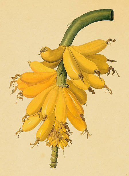 ilustrações, clipart, desenhos animados e ícones de flor de banana e antigas ilustrações - white background yellow close up front view