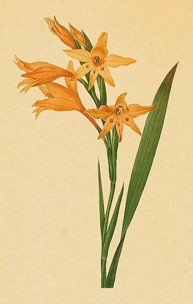 ilustrações, clipart, desenhos animados e ícones de gladíolo/antigo flor ilustrações - gladiolus flower floral pattern single flower