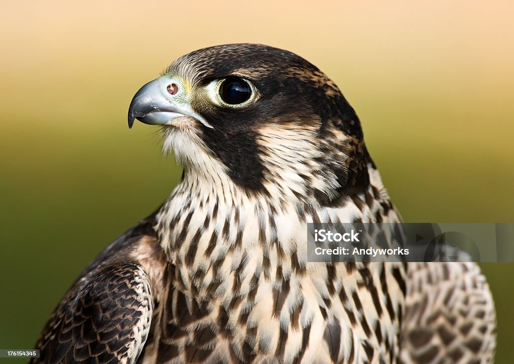 Junge männliche Wanderfalke - Lizenzfrei Wanderfalke Stock-Foto