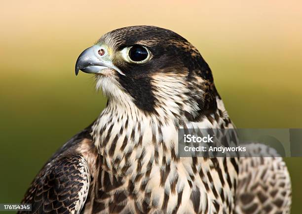 Junge Männliche Wanderfalke Stockfoto und mehr Bilder von Wanderfalke - Wanderfalke, Einzelnes Tier, Falke