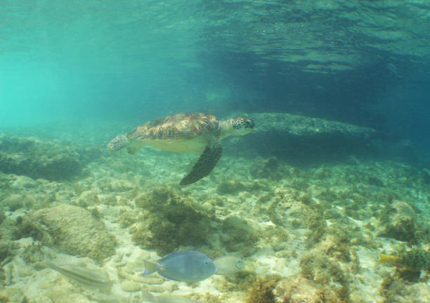 tortue de mer nageant dans les eaux cristallines sur un récif dans la mer des caraïbes - perfect day photos et images de collection