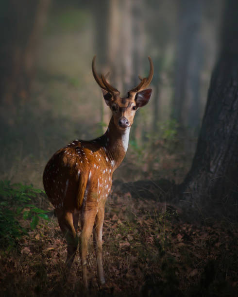istock Spotted Deer_Mudumalai_10-Feb-2020 1761558352