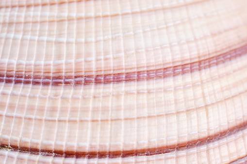 Stripes and texture of seashell in a macro photograph