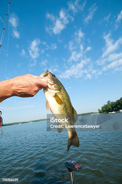 Bass Wielkogębowy Zostanie Wyładowany Rybak - zdjęcia stockowe i więcej obrazów Łowić ryby - Łowić ryby, Bass wielkogębowy, Bez ludzi