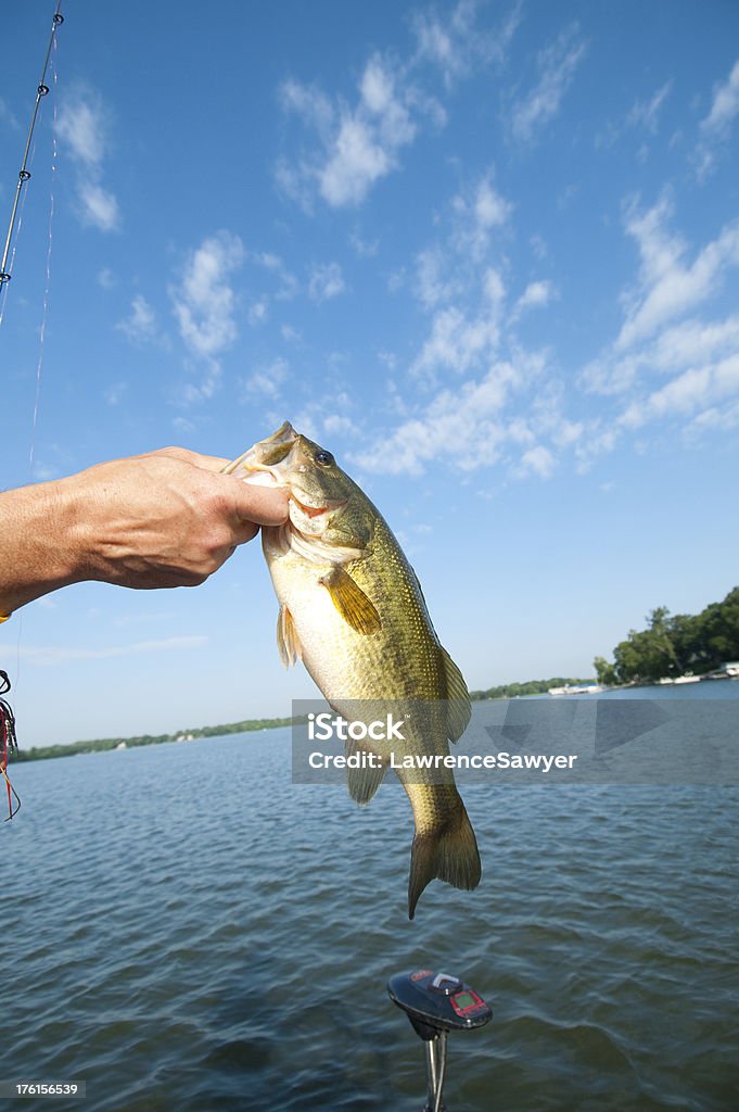 Большеротый окунь, рассчитанный на fisherman - Стоковые фото Ловить рыбу роялти-фри