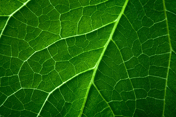 istock Close-up of Leaf Veins 176156827