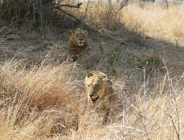 istock Lion and Lioness 176156924