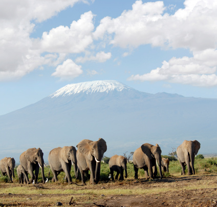 Elefante africano Herd photo