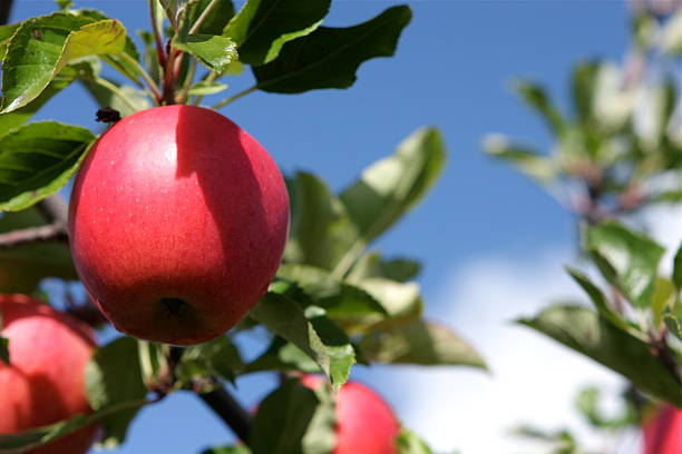 Apple Tree stock photo