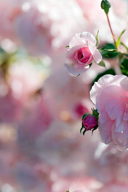 istock Rose of pastel 176157872