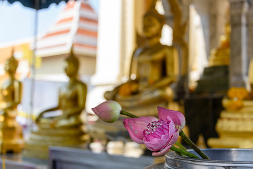 Purple lotus flower in front of a golden statue of Buddha, Wat Songkhram, Bangkok, Thailand