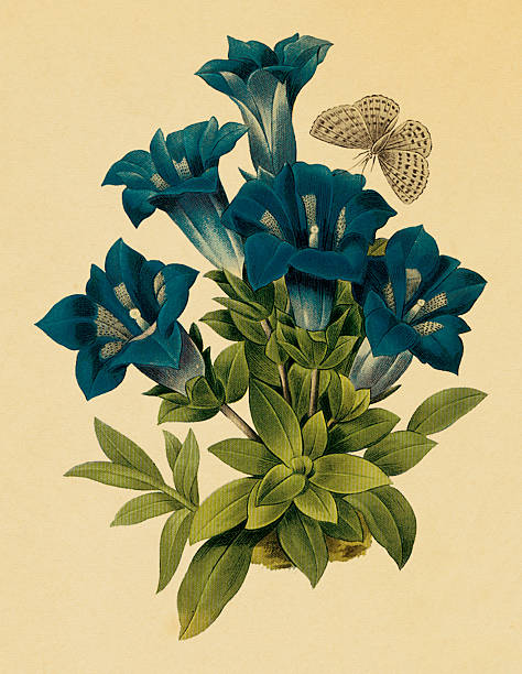 Gentiana | Antique Flower Illustrations "Antique illustration of a gentiana. Engraving by Pierre-Joseph Redoute. Published in Choix Des Plus Belles Fleurs, Paris (1827).CLICK ON THE LINKS BELOW TO SEE HUNDREDS OF SIMILAR IMAGES:" blue gentian stock illustrations