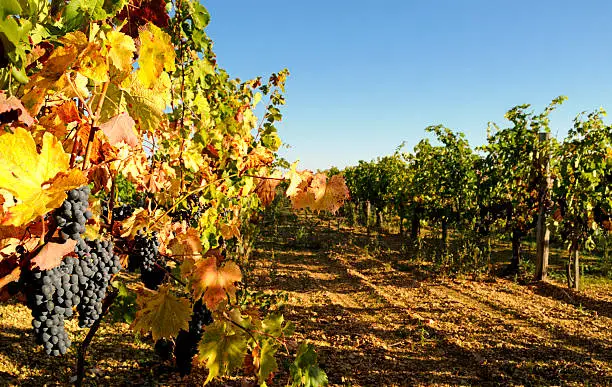 "Grape Vines growing in the Charente region of France, near the city of Cognac. The grapes are ripe and the leaves of the vines are changing color for autumn."