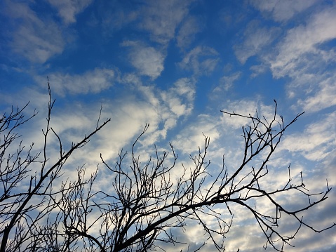 New Mexico bosque in fall