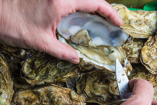 Human hands holding one oyster on the background of frehs oysters background