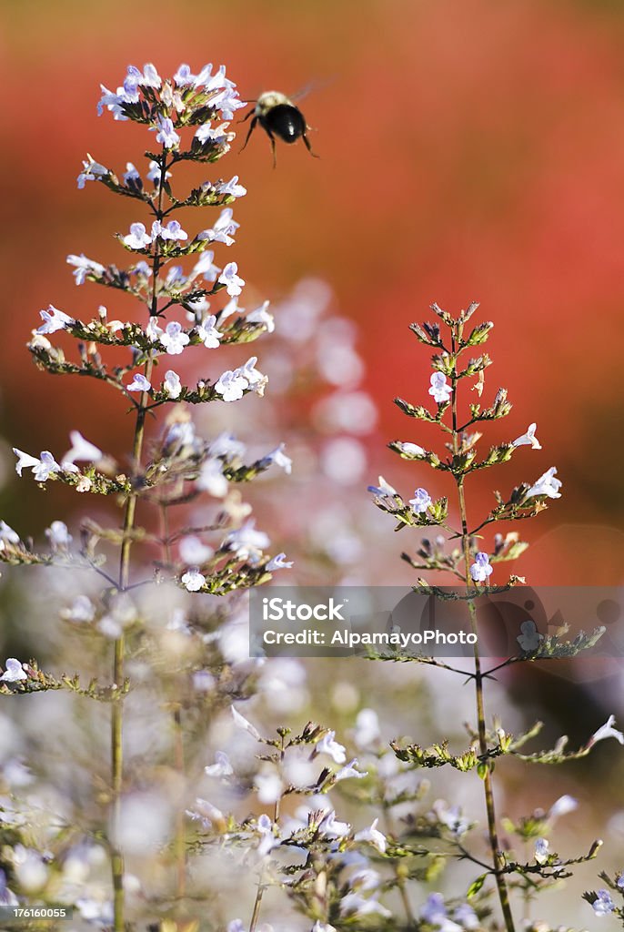 Calamint (Calamintha nepeta ssp. nepeta) en el otoño-IV - Foto de stock de Abeja libre de derechos