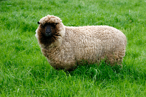 Side view of Suffolk Sheep looking at camera in lush green pasture
