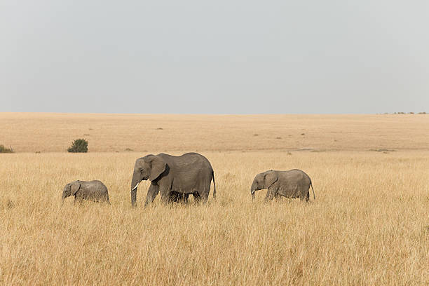 istock Elephants in line at Masai Mara, Kenya 176160108