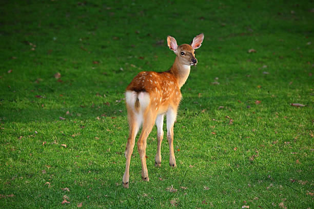 Bambi stock photo